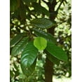 thumbnail image 6 of 1 Seed NUTMEG TREE Seed Myristica Fragrans Pala MACE Fruit Nut Pumpkin Pie Spice, 6 of 10