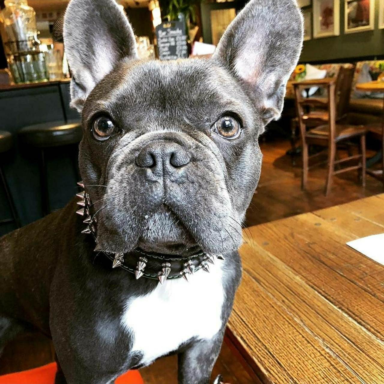 The Bestia "Frenchie" Leather Dog Collar Black & Blue for Medium to Large Dog Breeds