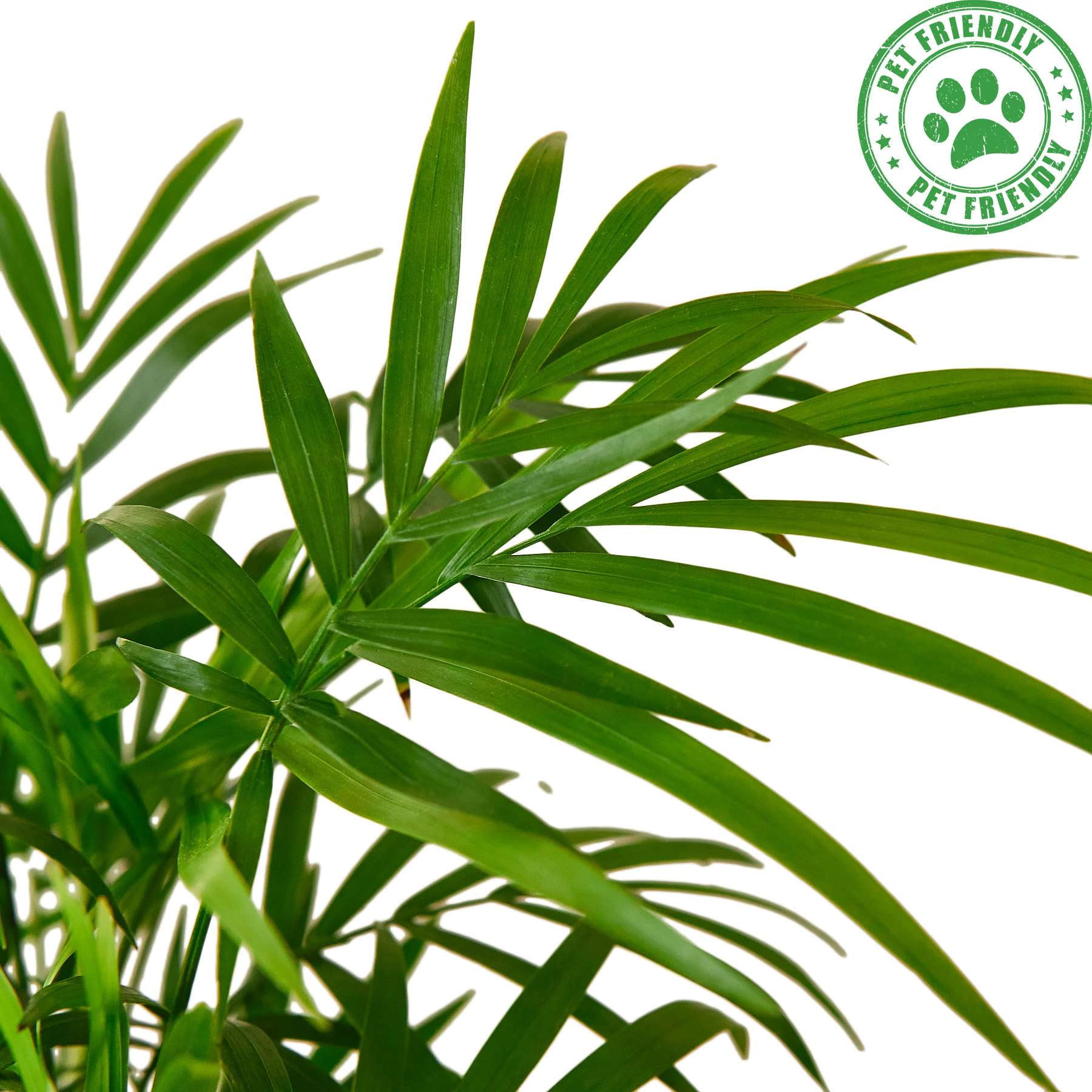 Parlor Palm Live Plant for Indoor | Different Houseplants in 4'' & 6'' Pot | Real House Plant for Living Room, Office, Desk & Bathroom | Neanthe bella palm | Chamaedorea elegans