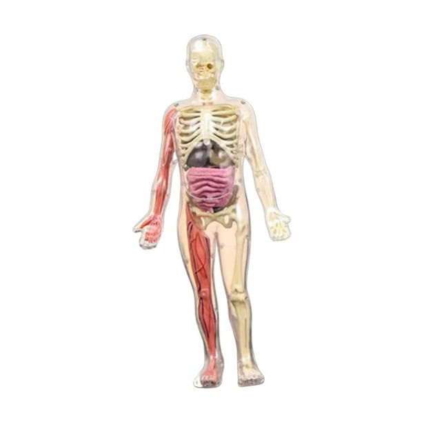 Modelo de cuerpo humano 3D Modelo de esqueleto órganos removibles huesos Educativos para niños y niñas de 8 a 12 años Fisiología de Halloween Regalos