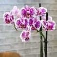 thumbnail image 6 of Element Novelty Spotted Live Orchid Decor (Approx 22" Tall) in 5" Blue & White Planter, 6 of 16
