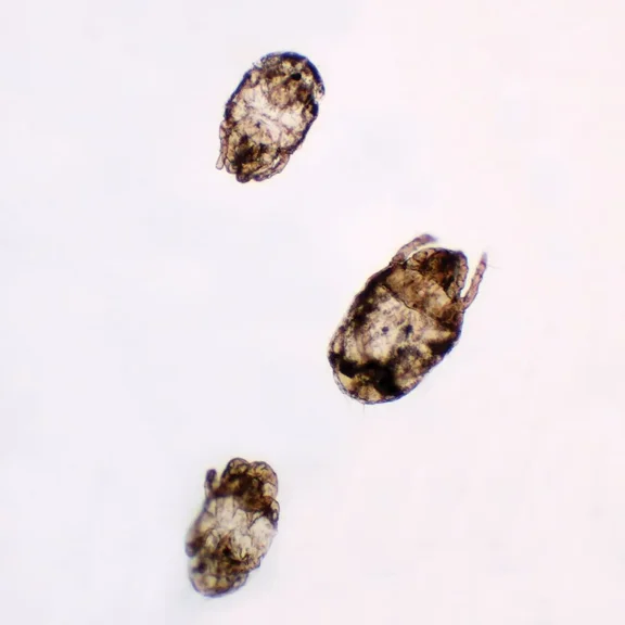 Dust Mites, W.M., Individual Microscope Slide