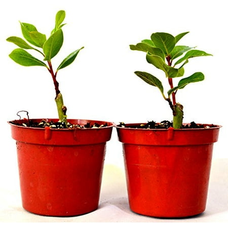 Laurel Tree - 9GreenBox -2 Set Bay Laurel Herb - 4