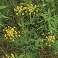 thumbnail image 5 of RedCrocus Meadow Zizia Zizia aptera Wildflower Native Perennial Plant - Pollinator Attractive, Deer Resistant, Suitable for Garden & Prairie  1 Gallon (Pack of 4), 5 of 28