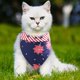 thumbnail image 1 of Bufanda para mascotas, bufanda triangular con la bandera estadounidense, bufanda del Día de la Independencia para gatos y perros, accesorios para mascotas, suministros para mascotas, 1 of 5