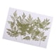 thumbnail image 4 of 20 Piezas De Tamaño , Hojas Prensadas Reales, Adornos Secas, Materiales De Bricoje, Fabricación De Tarjetas, Joyería, Manualidades De Soledad Hojas prensadas, 4 of 10