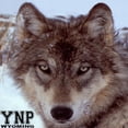 thumbnail image 2 of CafePress - Wolf_YNP_Wyoming Magnet - 2.25" Round Magnet, Refrigerator Magnet, Button Magnet Style, 2 of 3