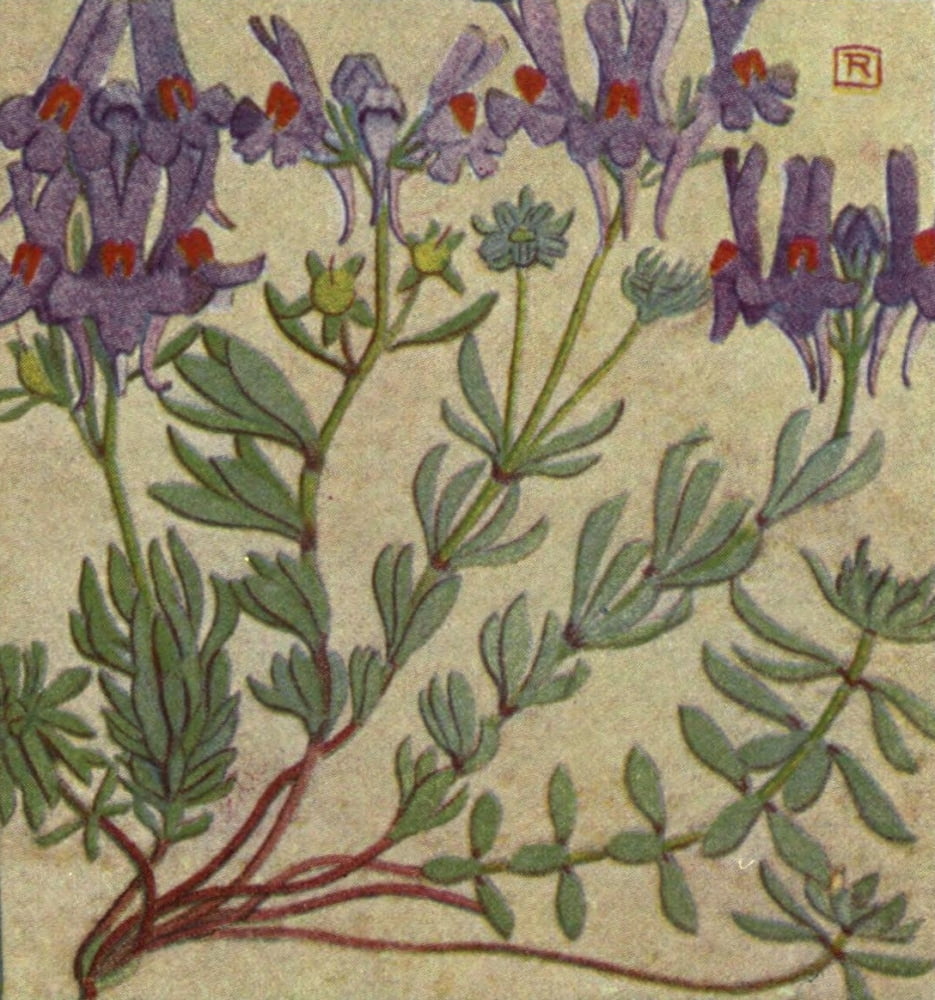 Alpine Flora 1911 L