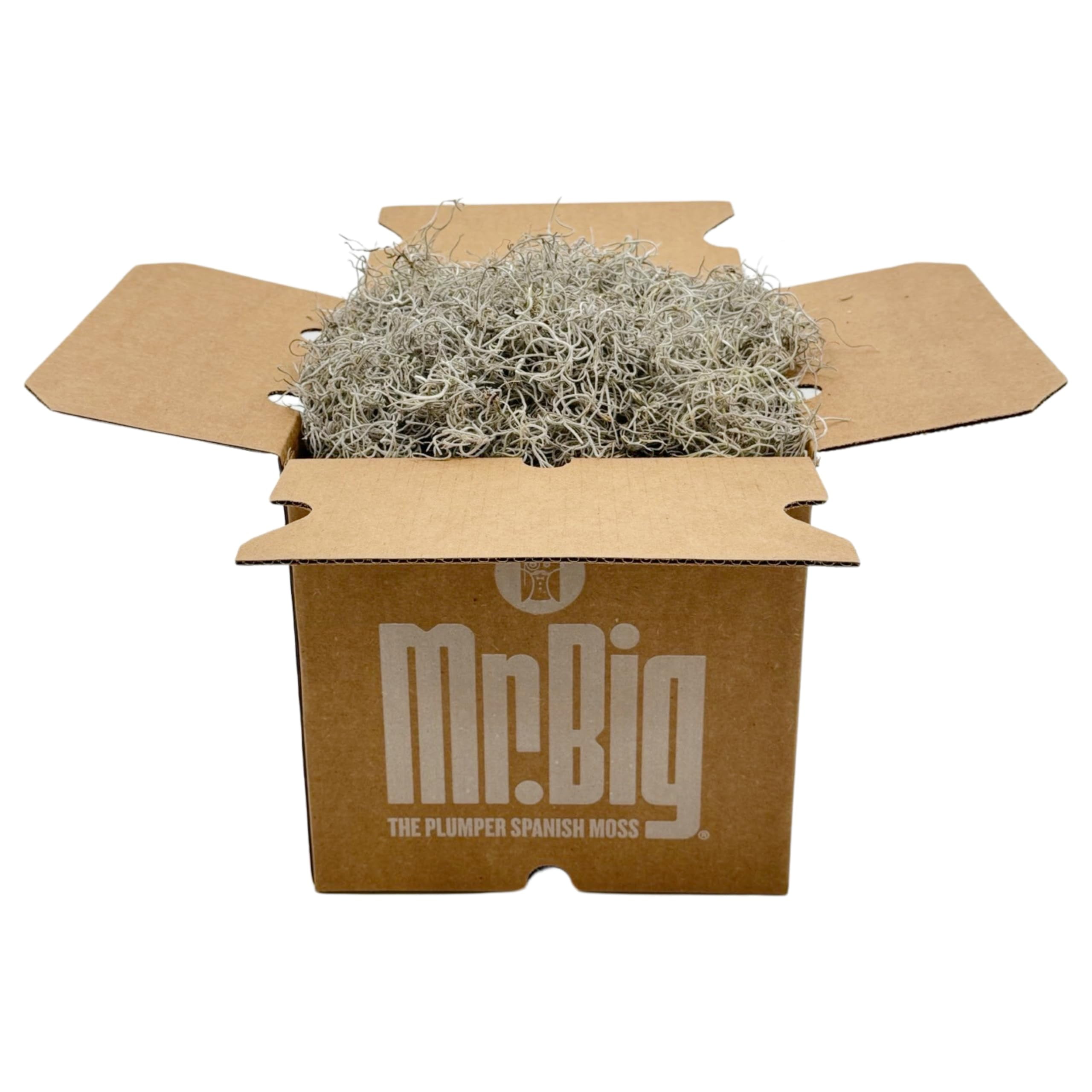 Quality Growers - Mr. Big Fresh Spanish Moss (The Plumper Spanish Moss) - Crafts, Home Decor, Art, Design & DIY Projects - Non-Toxic - Made in USA - Natural, Box