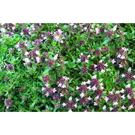 Magic Carpet Thyme Plant - Pretty Pink Flowers - Hardy - Live Plant -  3
