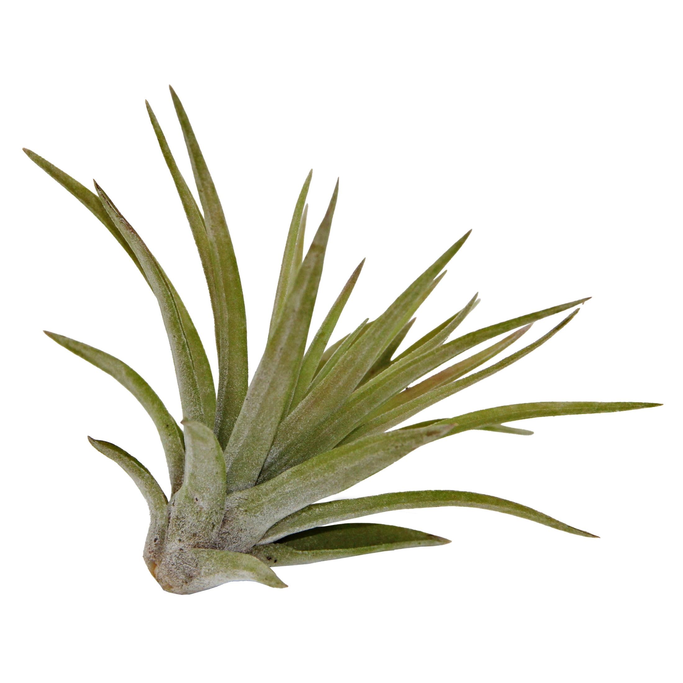 ReptiCulture Assorted Tillandsia Tropical 3 pk