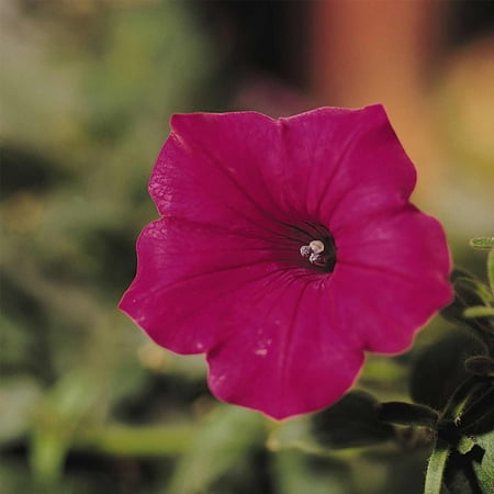 Petunia - Tidal Wave Series Flower Garden Seed - 100 Pelleted Seeds - Cherry Color Blossoms - Annual Flowers - Tidal Wave Petunia (Best Cherry Tree For Small Garden)