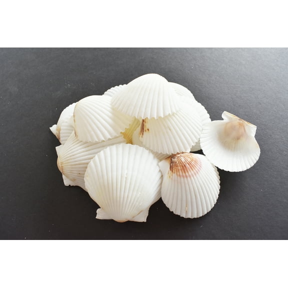 Set of 12 White Florida Scallop Shells (about 2") Seashells for Beach Wedding Decor and Ocean Crafts