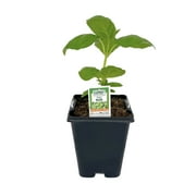 Expert Gardener 1PT Sweet Basil Edible Live Plant