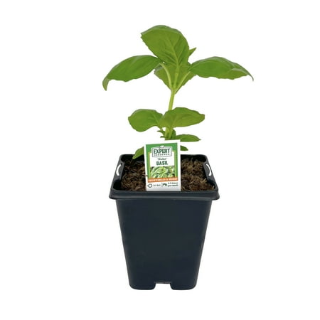 Expert Gardener 1PT Sweet Basil Plant, Full Sun