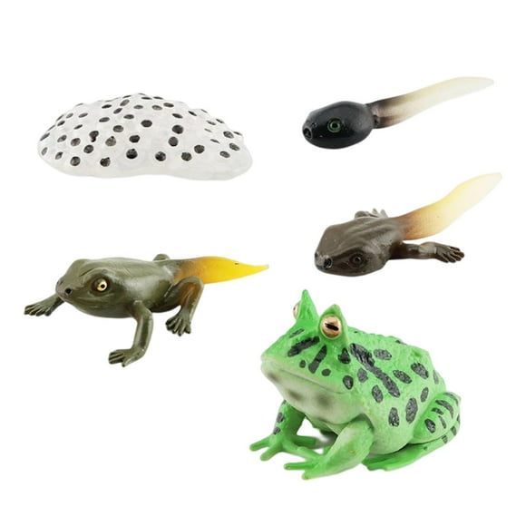 TISHITA Figurines du Cycle de Vie 4 Étapes de Frog Frog Modèle du Cycle de Vie pour la Prématernelle Début B