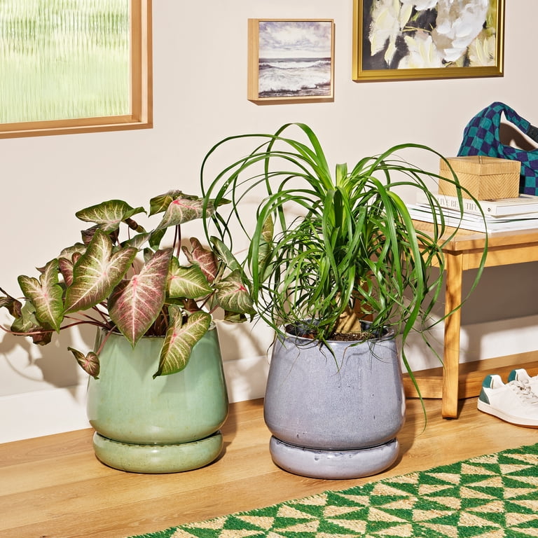 Beautiful 12 inch Soft Sage Bubble Base Tapered Ceramic Planter with Saucer by Drew Barrymore