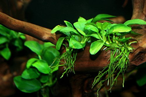 Anubias Nana Big Full Potted Freshwater Live Aquarium Plant Decorations Beginner 