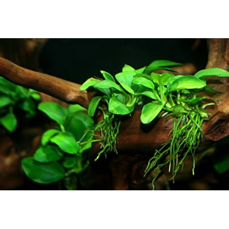 Potted Anubias Nana Aquarium Plant (Best Time To Water Potted Plants)