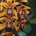thumbnail image 4 of VERDANVERSE 100Ud Pinzas Plásticas Para Soporte De De Y Plantas Trepadoras, 4 of 6