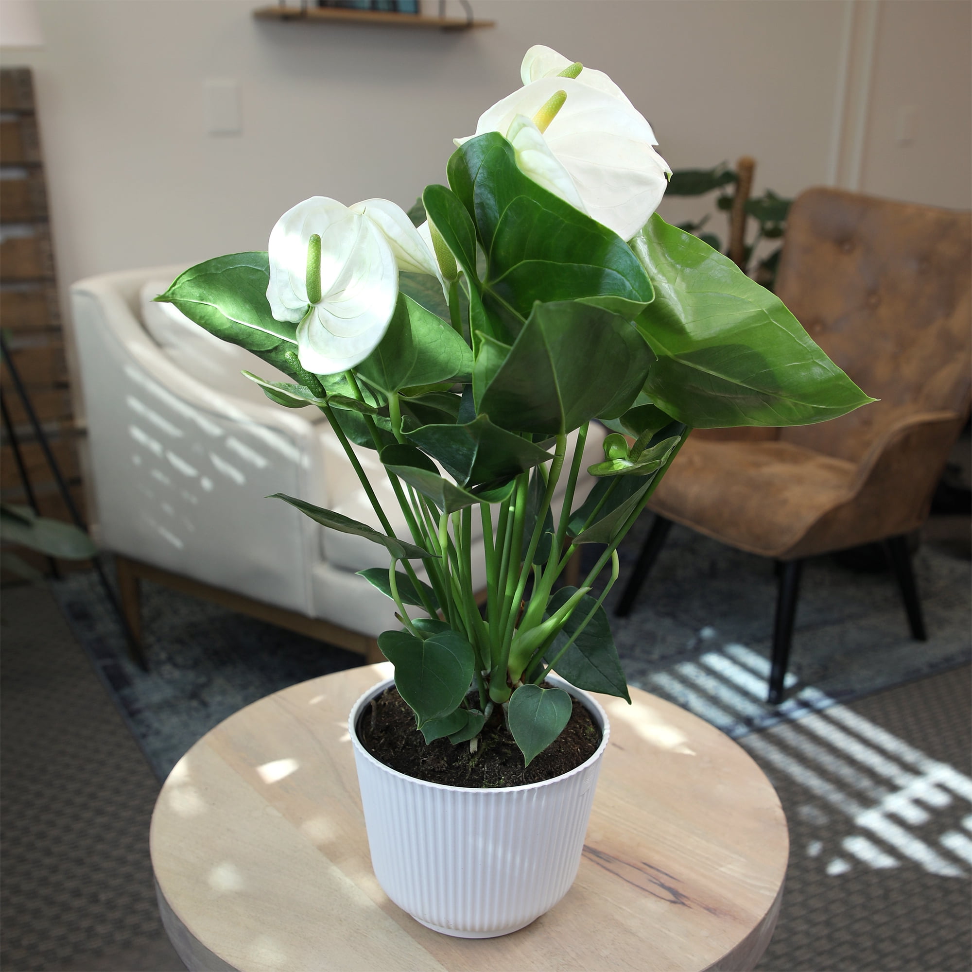 Altman Plants White Mix Anthurium Plant Gift, White Pot, 14-18" Tall Clean Air House Plant