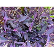 5 cuttings Purple Heart Wandering Jew Cutting Tradescantia Pallida Purpurea kids gift Cactus Succulents 4"-6" long