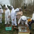 thumbnail image 3 of XL professional beekeeping outfit including beekeeper clothing with self-supporting veil and long gloves., 3 of 5