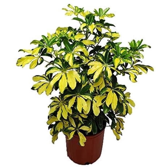 Tropical Plants of Florida 26" to 32" Arboricola Trinette Umbrella Plant; Variegated Foliage, Growers Pot