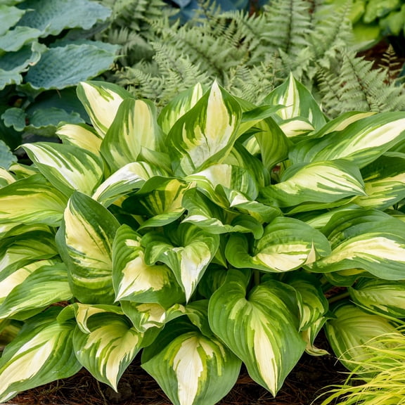 Proven Winners 6" Shadowland 'Miss America' Hosta Live Plant in 6.5" Pot