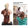 thumbnail image 4 of Body Torso Model, Simulation Plastic Professional Human Body Toy  for Students for Clinics, 4 of 7