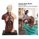 thumbnail image 4 of Modelo De Cuerpo Humano, Simulación De Modelo De Torso Humano Profesional Unisex Para Maestros Para Ayudas De Enseñanza, 4 of 7