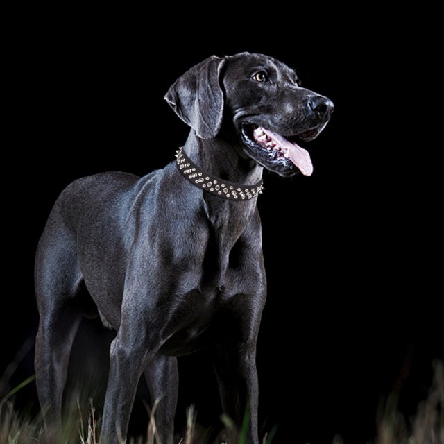 Collares de perro punk con remaches ajustables, correa para el cuello con púas para cachorros, producto para mascotas (negro S) Ndcxsfigh Para estrenar
