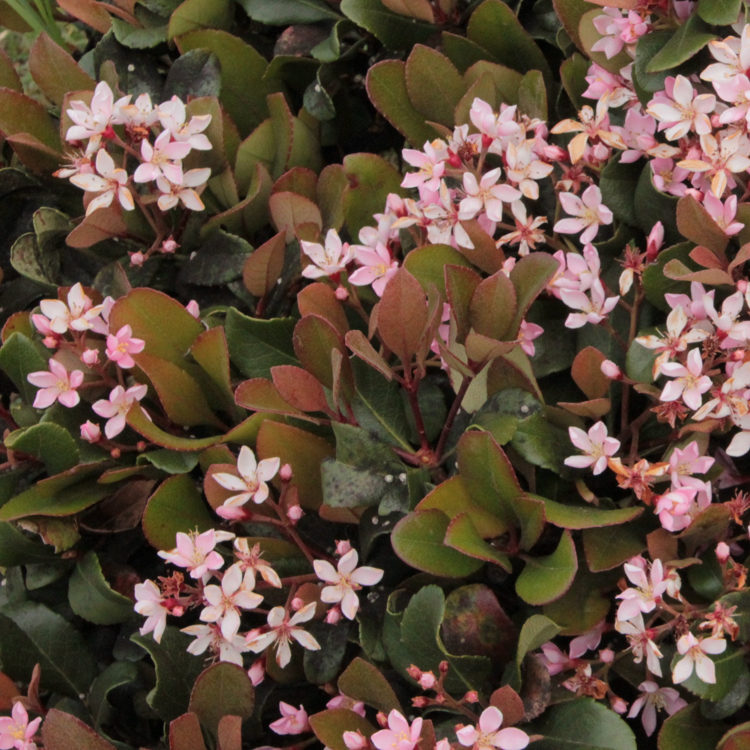 National Plant Network 3 gal. Indian Hawthorn Eleanor Taber Live Shub