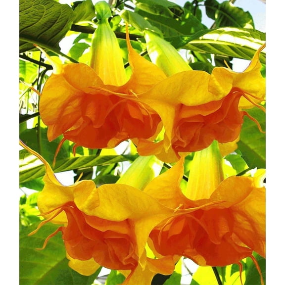 10 DBL Bright Yellow Orange Angel Trumpet Seeds Flowers Seed Flower 291 US SELLE