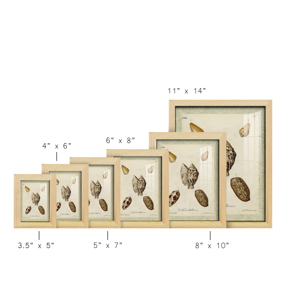 Bookplate Shells II - Framed Print w/glass - Natural Wood