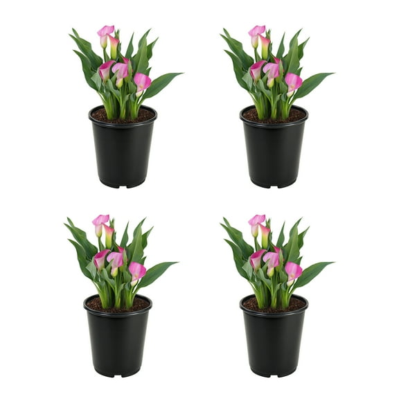 Altman Plants Pink Calla Lily 4-Pack, Flowering Plants, 1 Qt Pots, Live Plants, Full to Part Sun