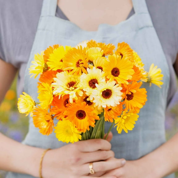 Eden Brothers Calendula Seeds - Kablouna Mix