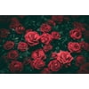 LAMINATED POSTER Petals Roses Flower Red Gift Poster Print 24 x 36