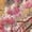 Cherry Blossoms, variant on Black Poker Men's Beach Shorts, Surfing shorts, Swim trunks, Quick Dry Swim Trunks for Surfing Beach Fun - Medium