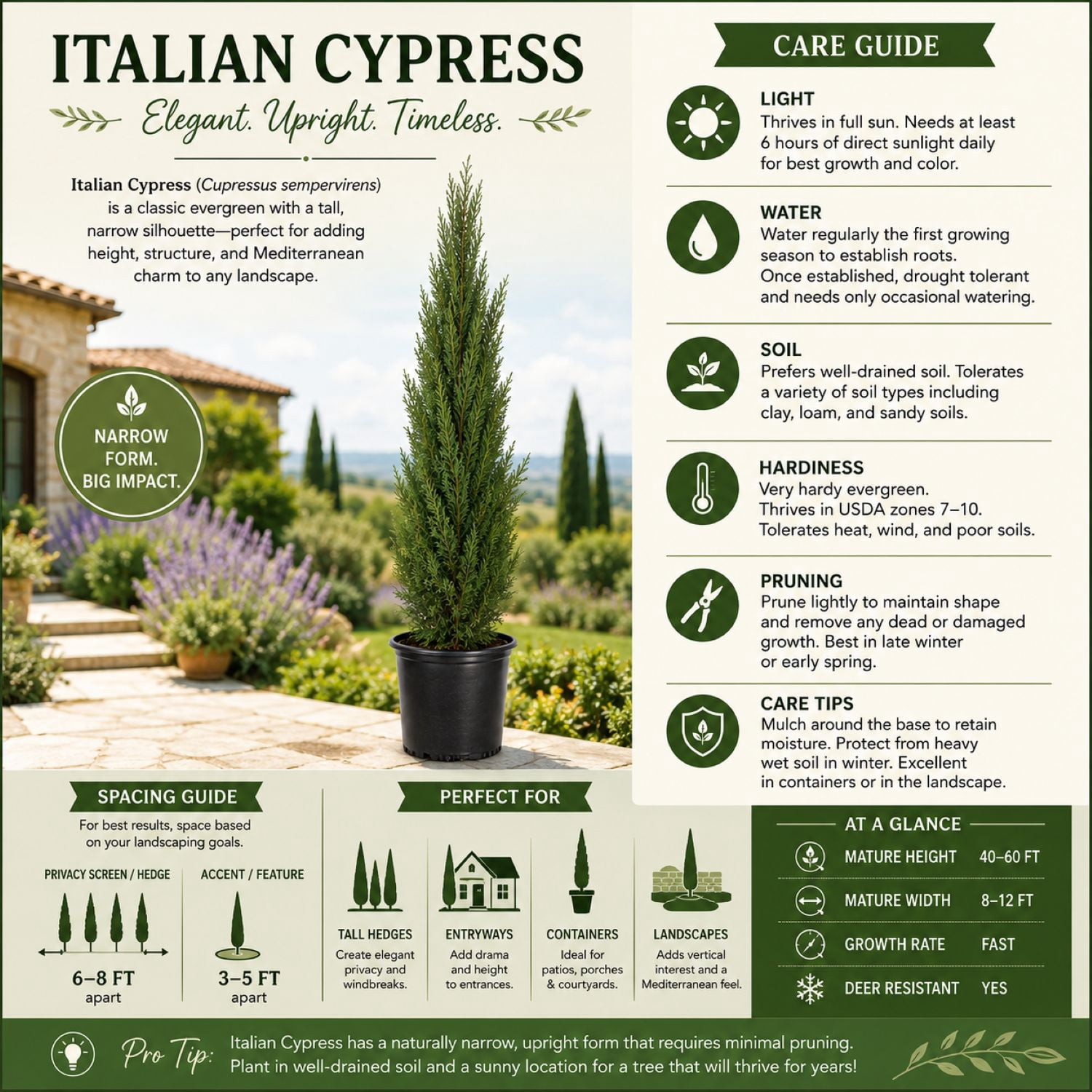 Expert Gardener Italian Cypress (2.5 Gallon) Narrow and Upright Evergreen Tree - Full Sun Live Outdoor Plant