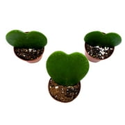 Green Hoya Kerrii, 2 inch Set of 3, Sweetheart Plant Valentine Tiny Mini Pixie Plants