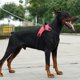 thumbnail image 5 of Arnés fuerte grande y mediano para perros, chaleco acolchado cómodo para mascotas, correa sin tirar, Collar de correa Red_XL Jinwen Arnés de perro ajustable, 5 of 8