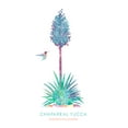 thumbnail image 5 of Chaparral Yucca, Hesperoyucca Whipplei, Watercolor Succulents, Lantern Press, Premium Playing Cards, 52 Card Deck with Jokers, USA Made, 5 of 5