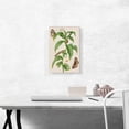 thumbnail image 2 of ARTCANVAS Costus Plant Banana Stem Moth Butterfly Caterpillar Canvas Art Print by Maria Sibylla Merian - Size: 18" x 12" (1.50" Deep), 2 of 9