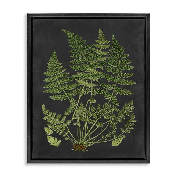 Stupell Industries Botanical Drawing Green Black Design Jet Black Framed Floating Canvas Wall Art, 16x20, by Lettered and Lined
