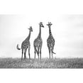 thumbnail image 3 of Ortega, Xavier 24x17 Black Modern Framed Museum Art Print Titled - Giraffes In The Mara Plains, 3 of 5