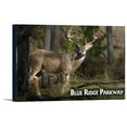 thumbnail image 1 of Blue Ridge Parkway - White-tailed Deer Buck - Lantern Press Photography (36x24 Gallery Wrapped Stretched Canvas), 1 of 1