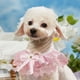 thumbnail image 5 of Bufanda de Mascotas, Conje Trim Comfortbale Dog Babable Lavable para Cachorros para Viajar, 5 of 8