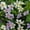 Snowtopia, variant on Bacopa Flower Garden Seeds - Utopia Series - Snowtopia - 100 Seeds - Annual Flower Gardening Seeds