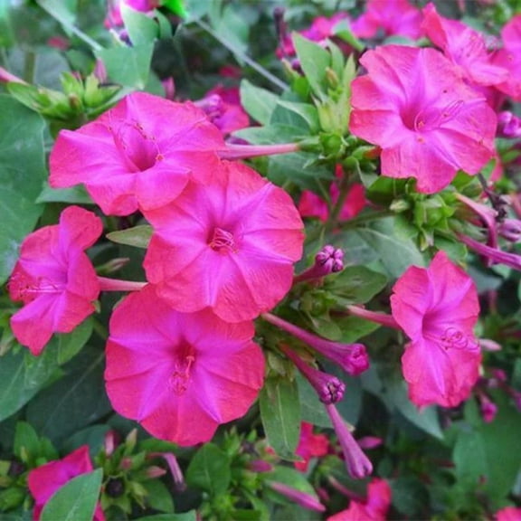 25 Magenta Four O'clock Flowers Seeds